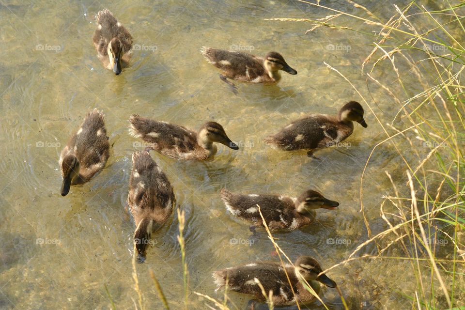 duck and ducklings on a lake summer time