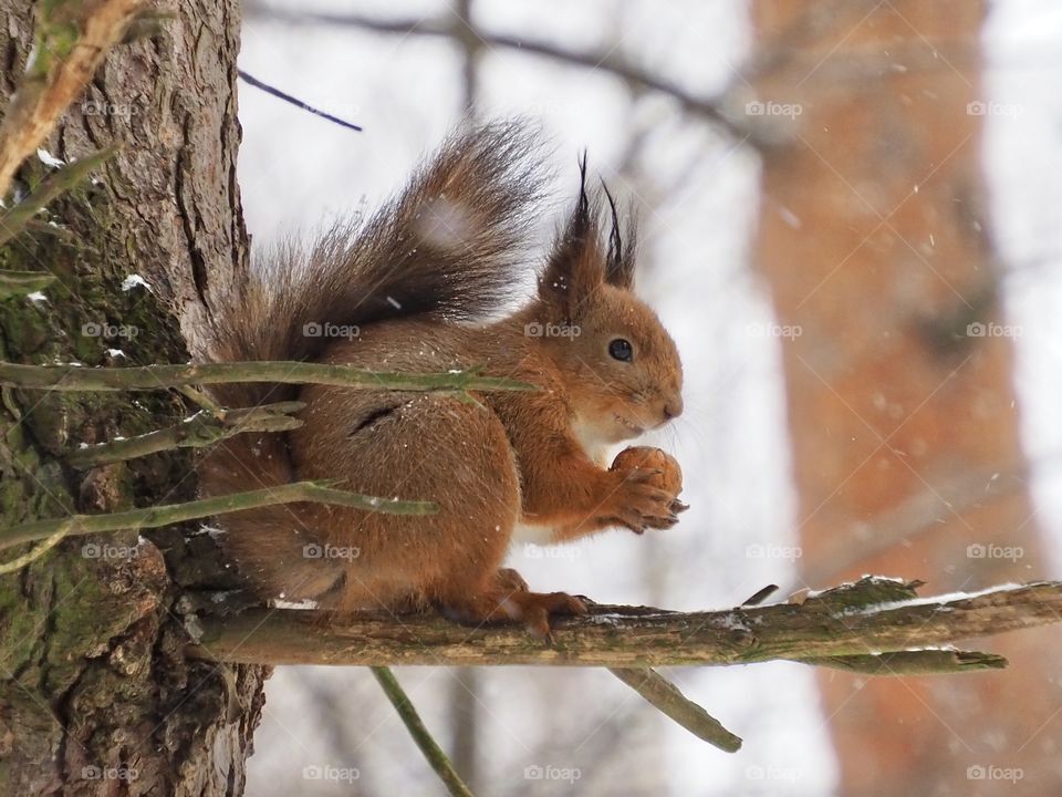 Squirrel