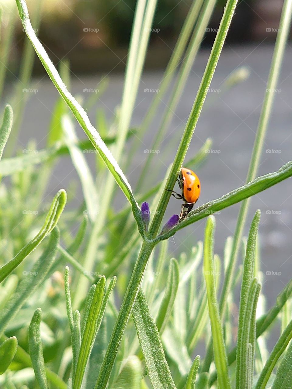 Ladybug on the lavender