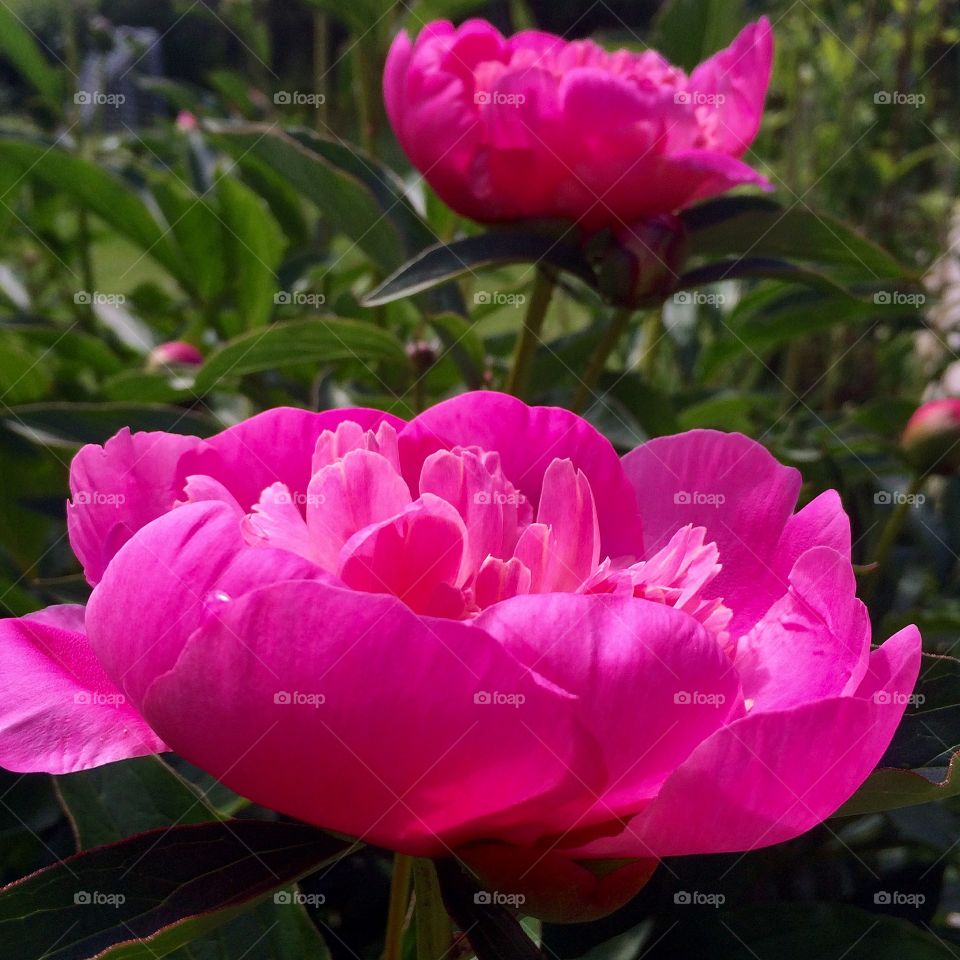 Peony. In my garden