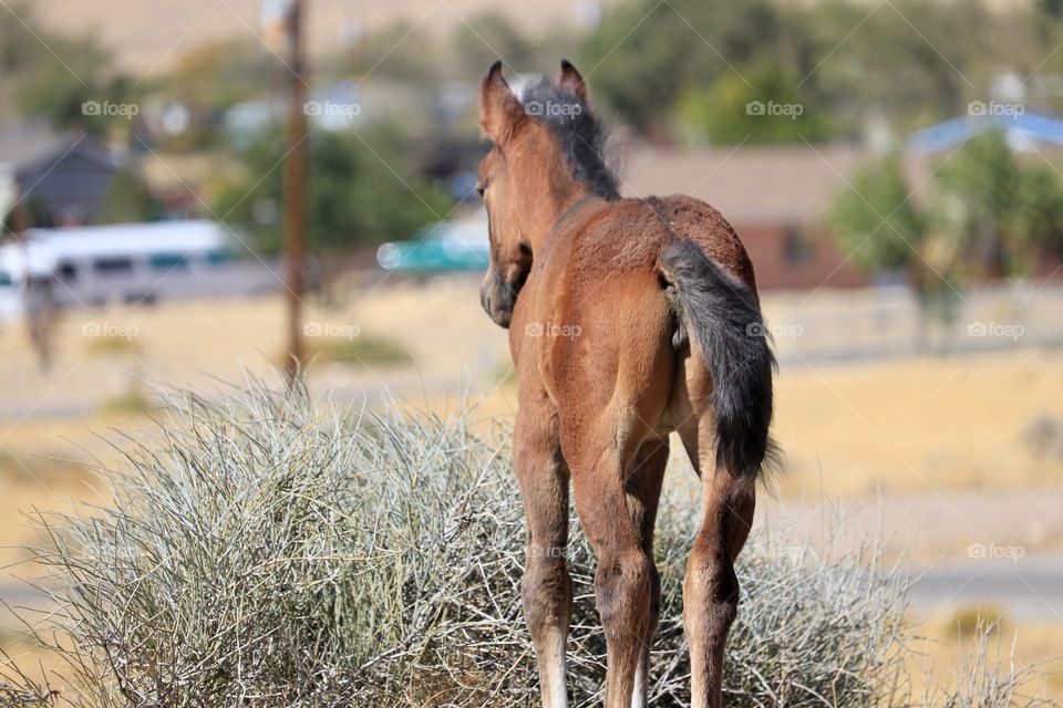 Wild American mustang colt in Nevada suburb in the high sierra nevadas 