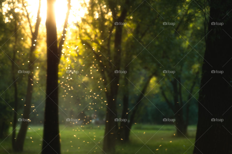 beautiful magical forest at sunset with sunlight and flying particles
