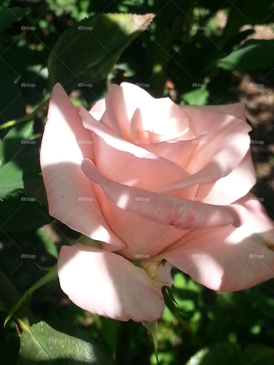 A Beautiful pink rose