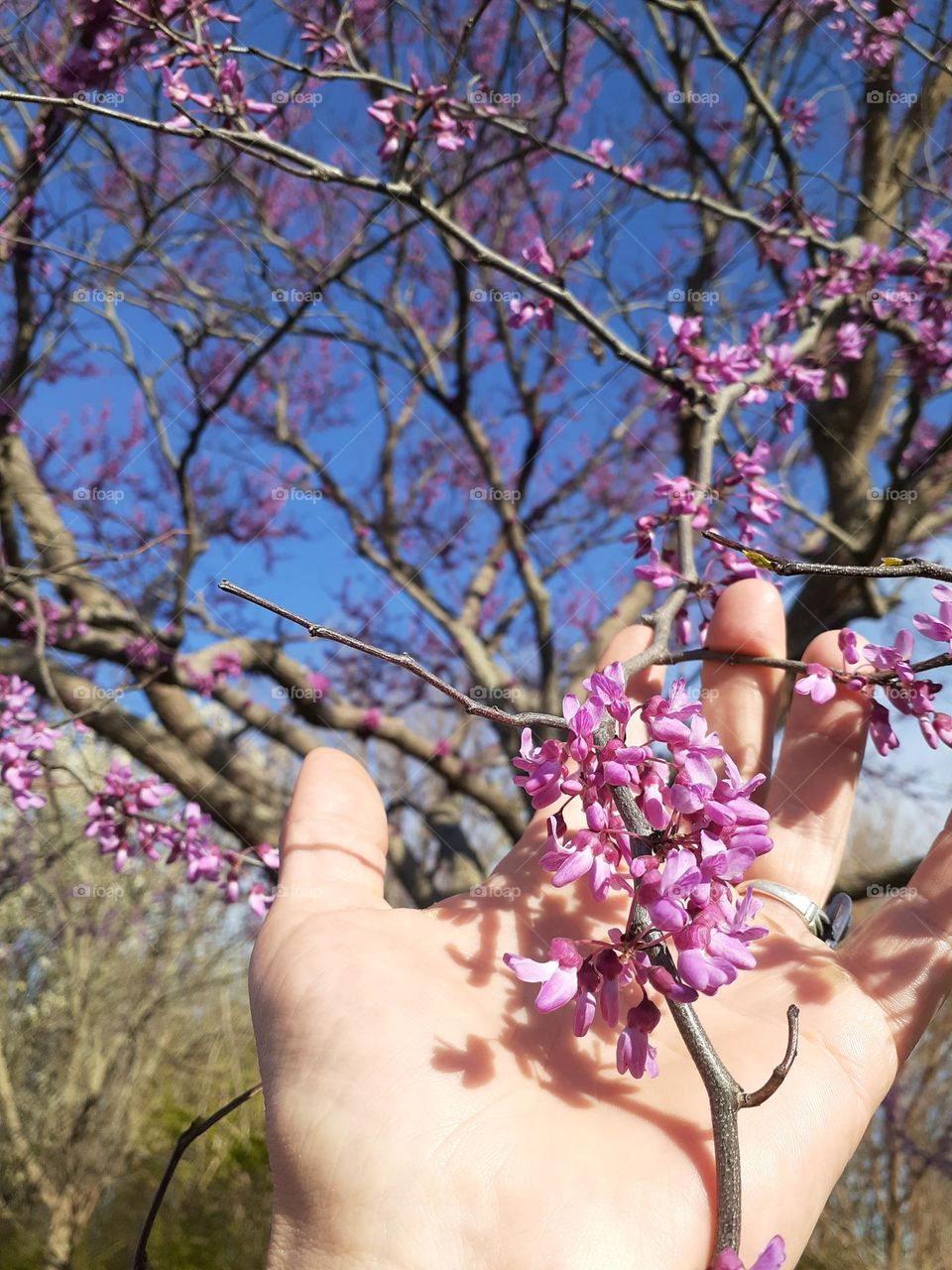 Handful of Red Buds