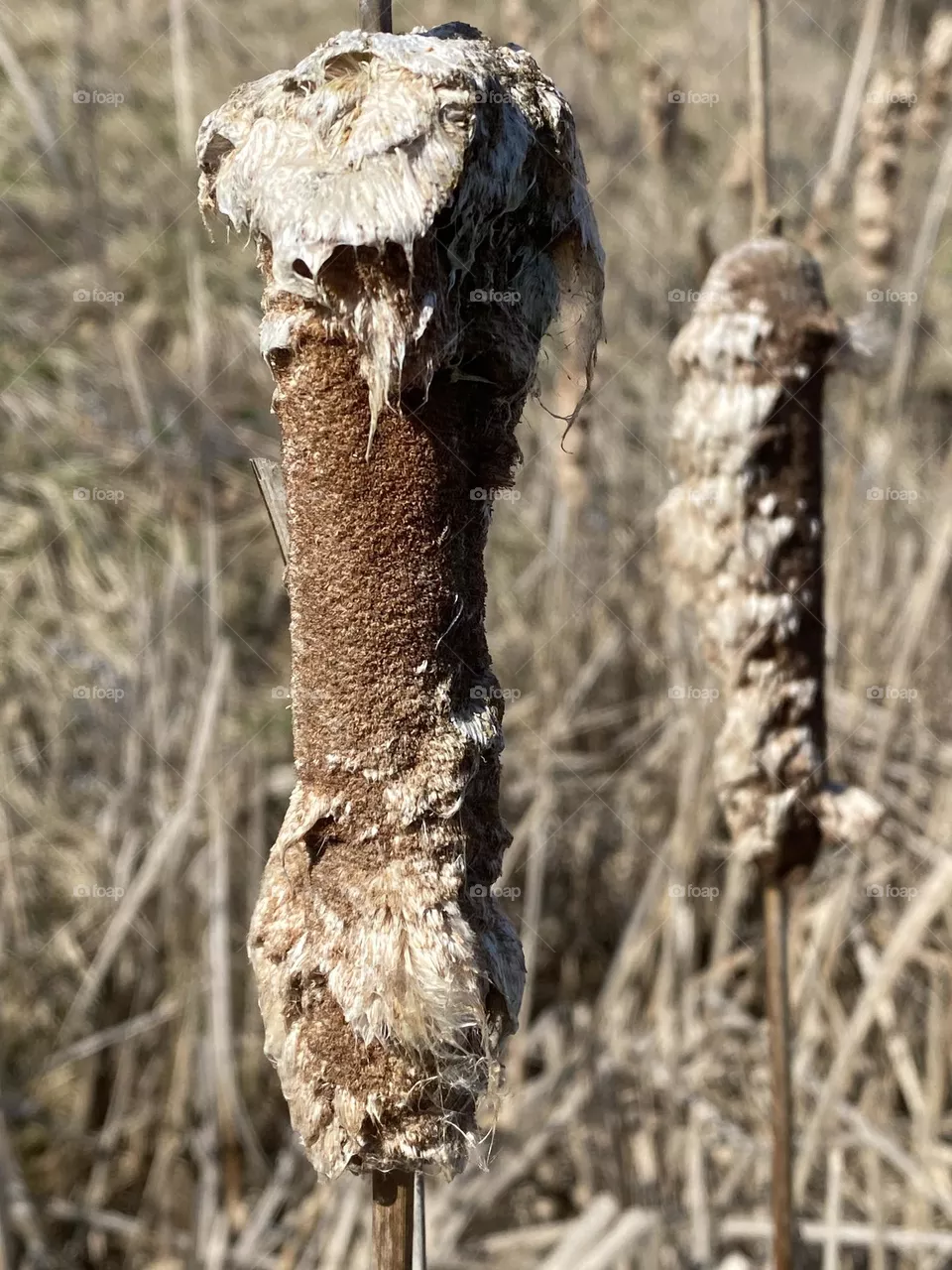 Cat tail 