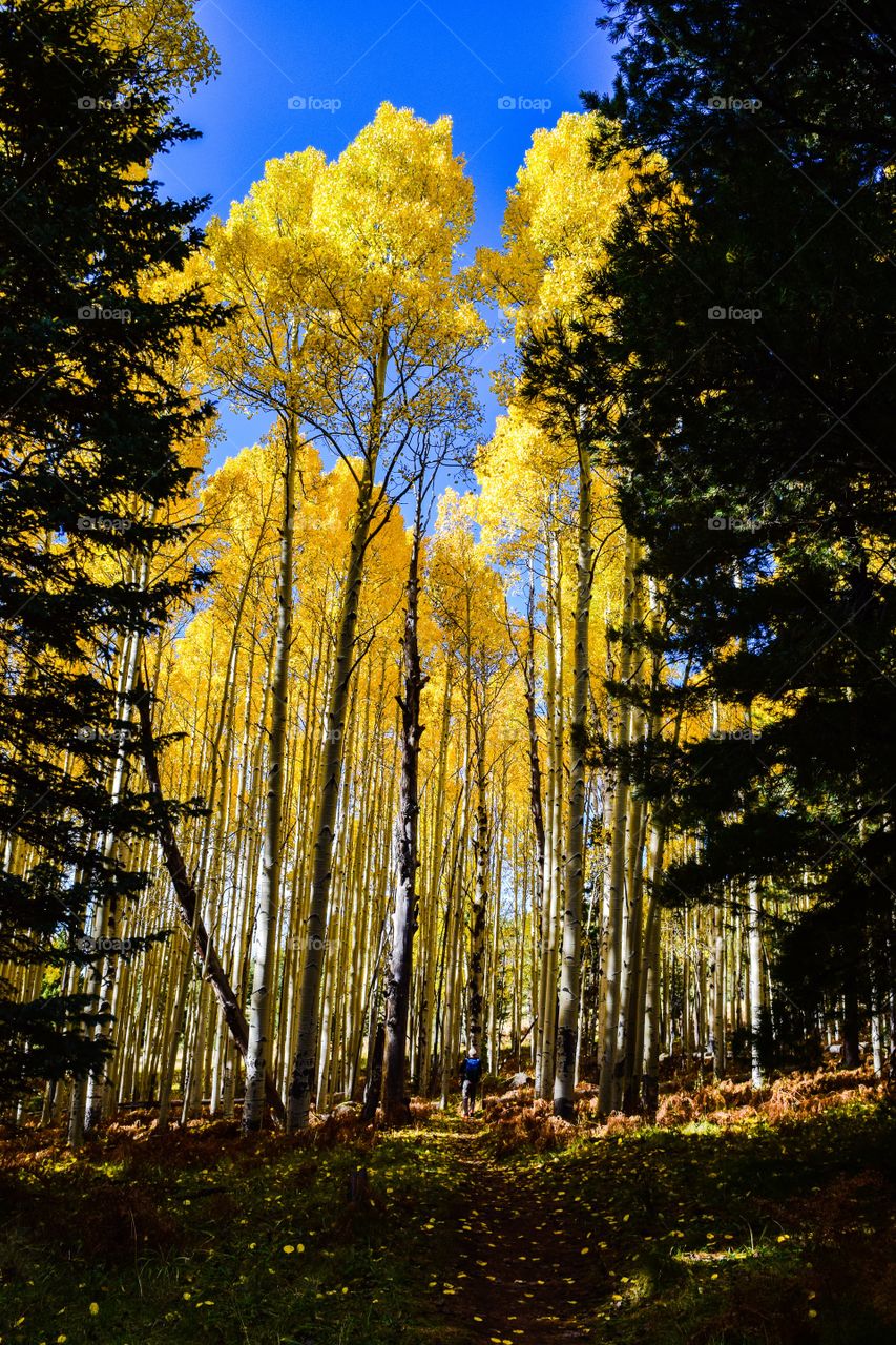 Aspens on the Arizona Trail.