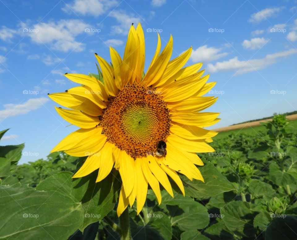 Sunflower in sunflower field 
