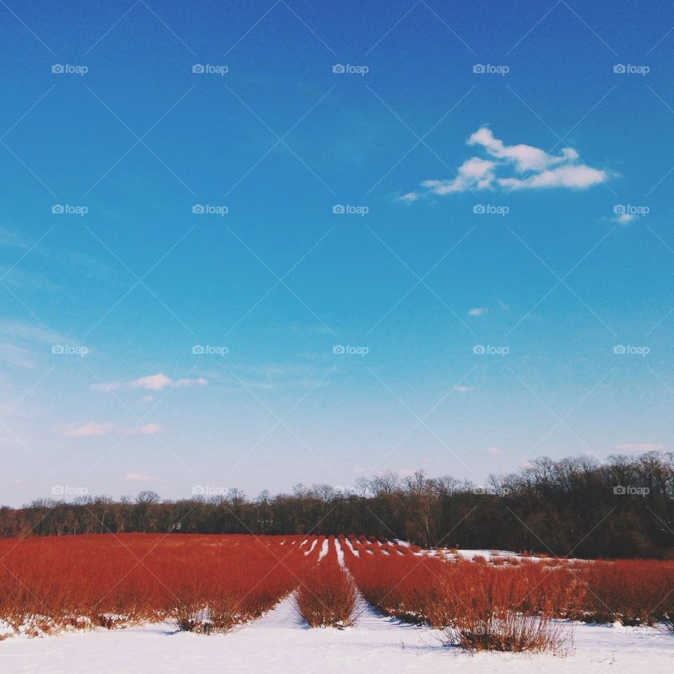 Red Field