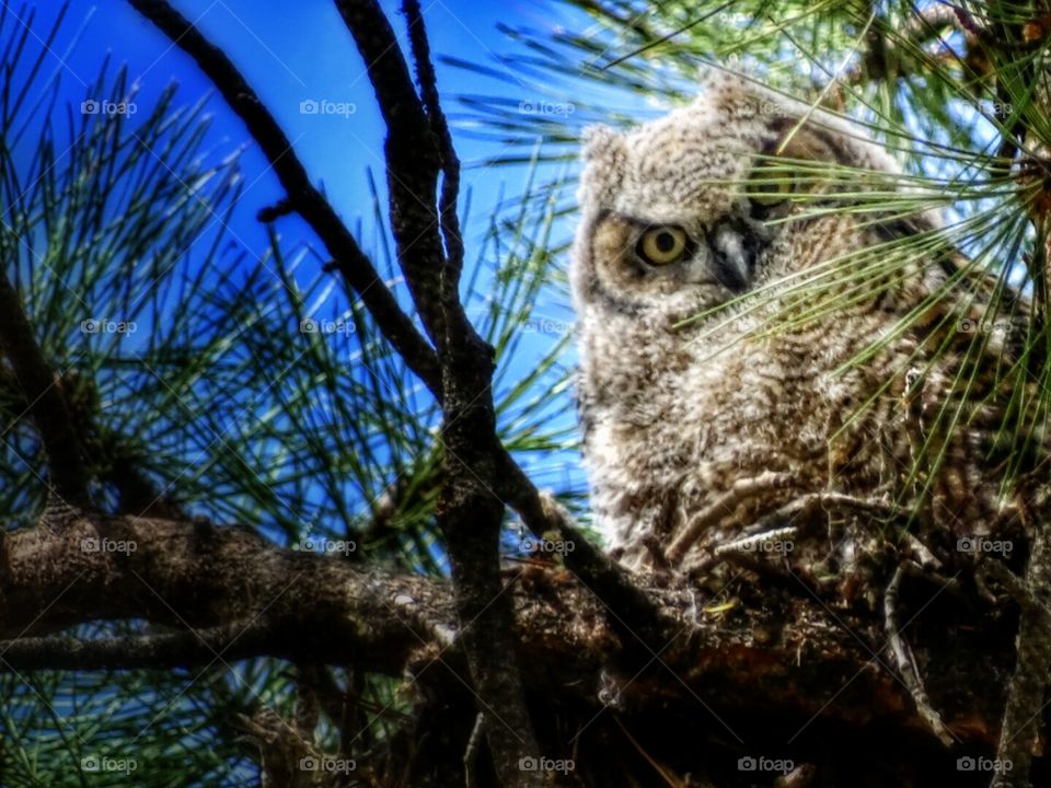 Great Horned Owl. Owl in tree, Colorado