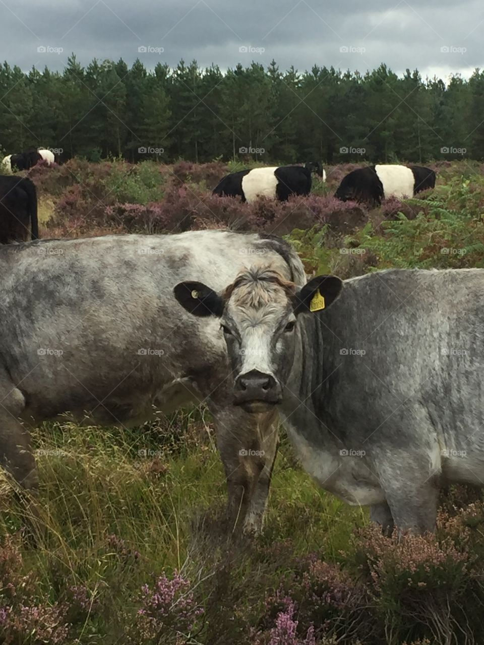 Cattle on Cannock Chase