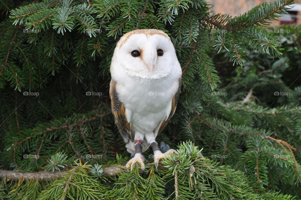 Barn owl in a Pine tree