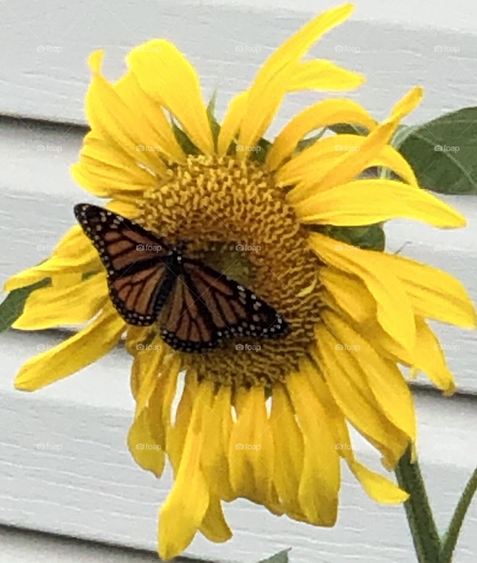 A Monarch Butterfly On A Sunflower