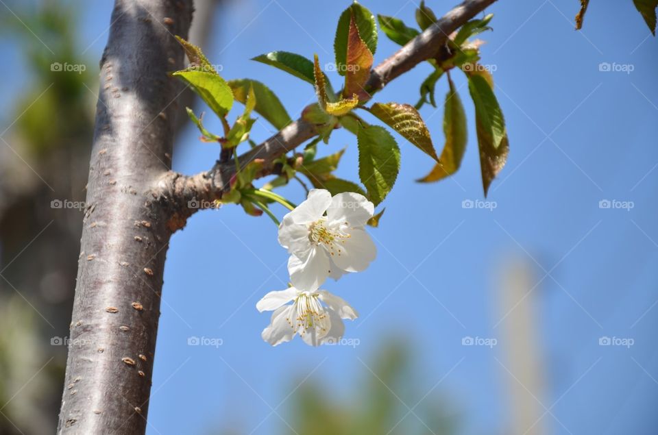 flowers