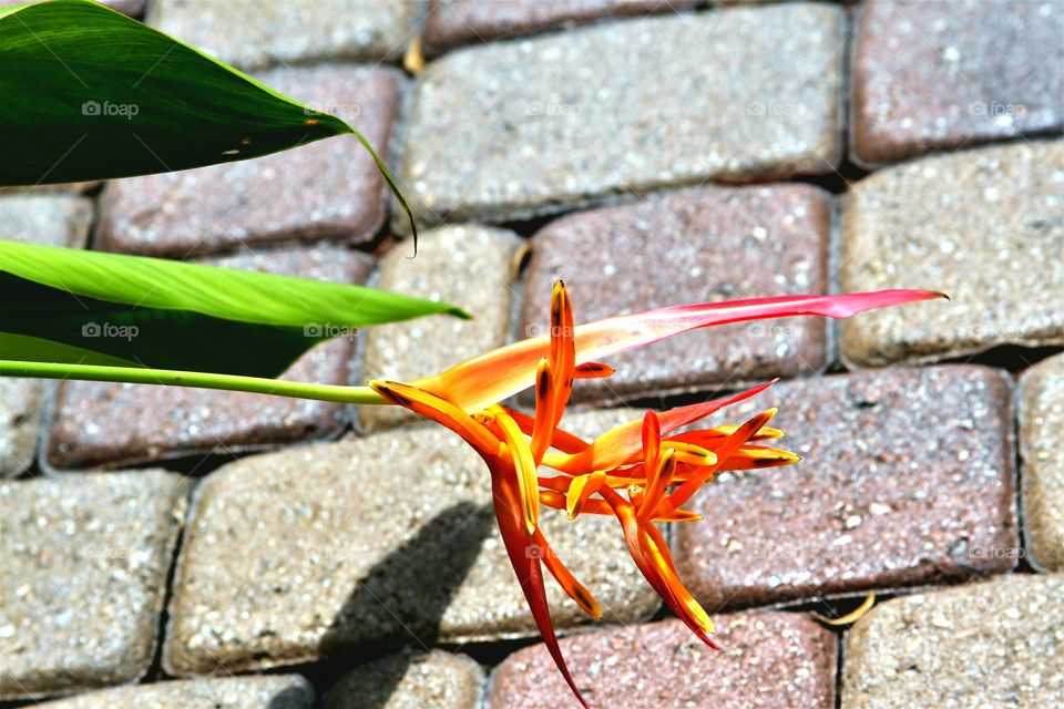 tropical flower over a cobblestone driveway.