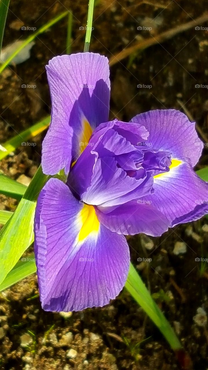 beautiful purple iris