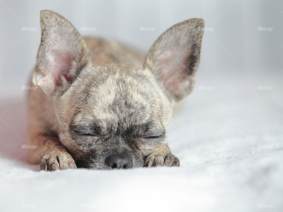 Sleeping chihuahua 