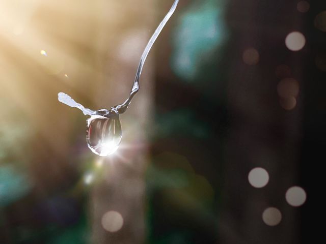 a drop of morning dew