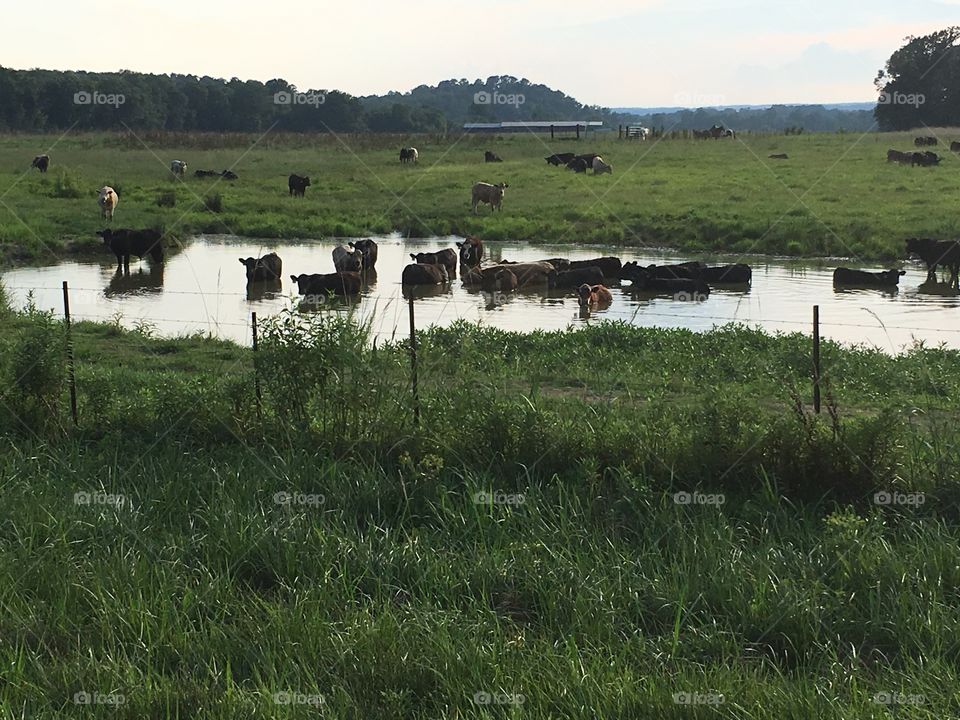 Summer and Cows In The Pond