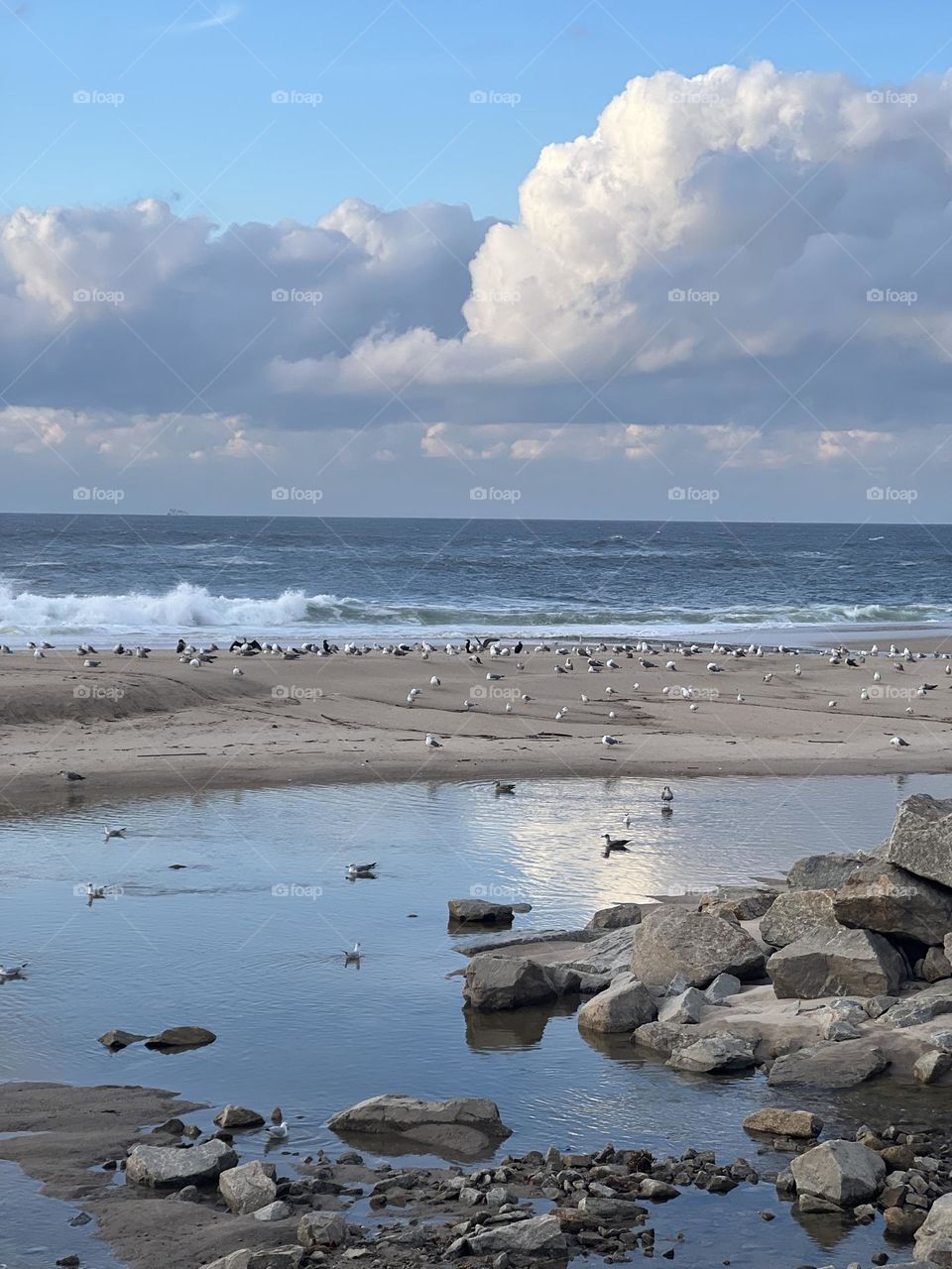 Seagull on the beach