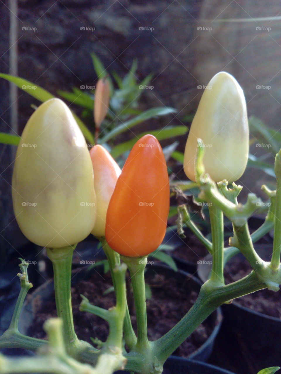 Pepper plant