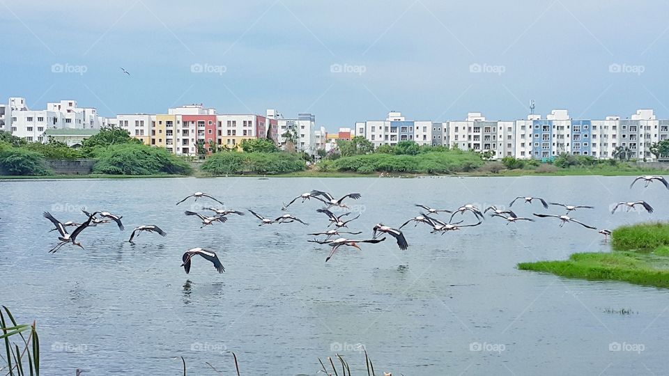 Migration birds at wet lands in the city