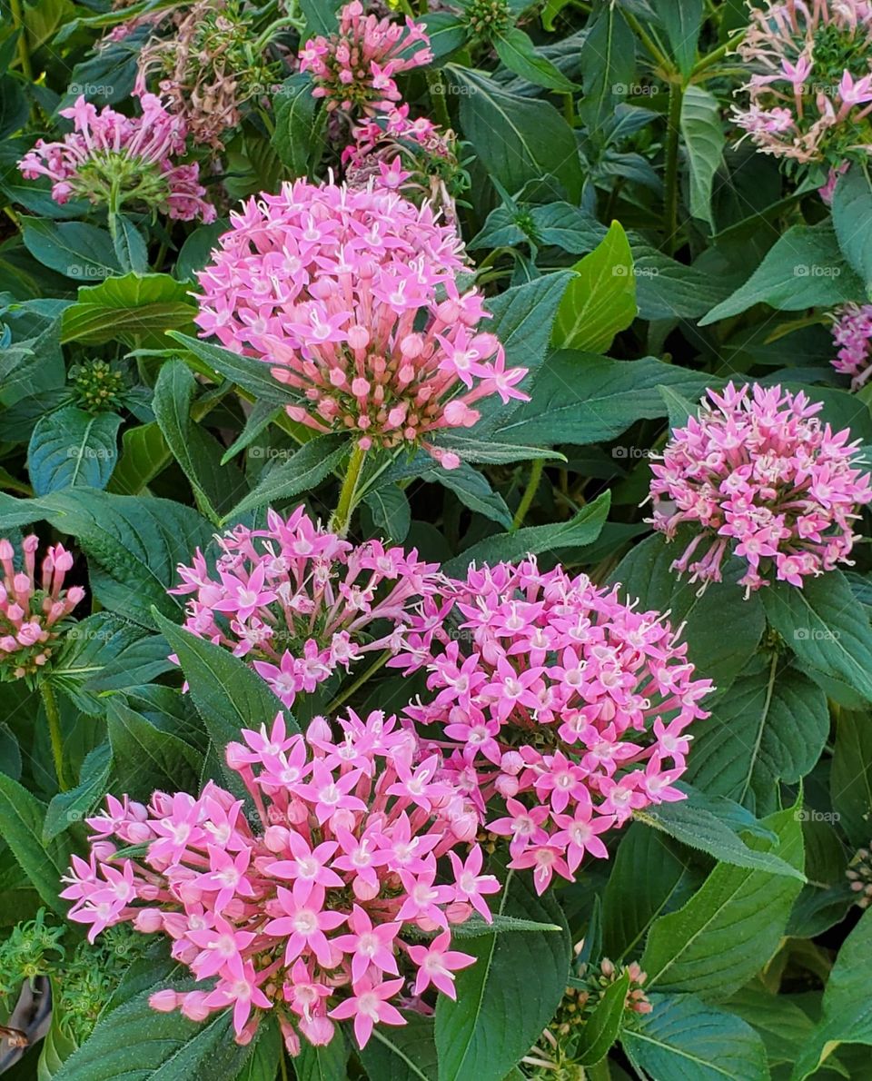 Pink Flowers in the Garden
