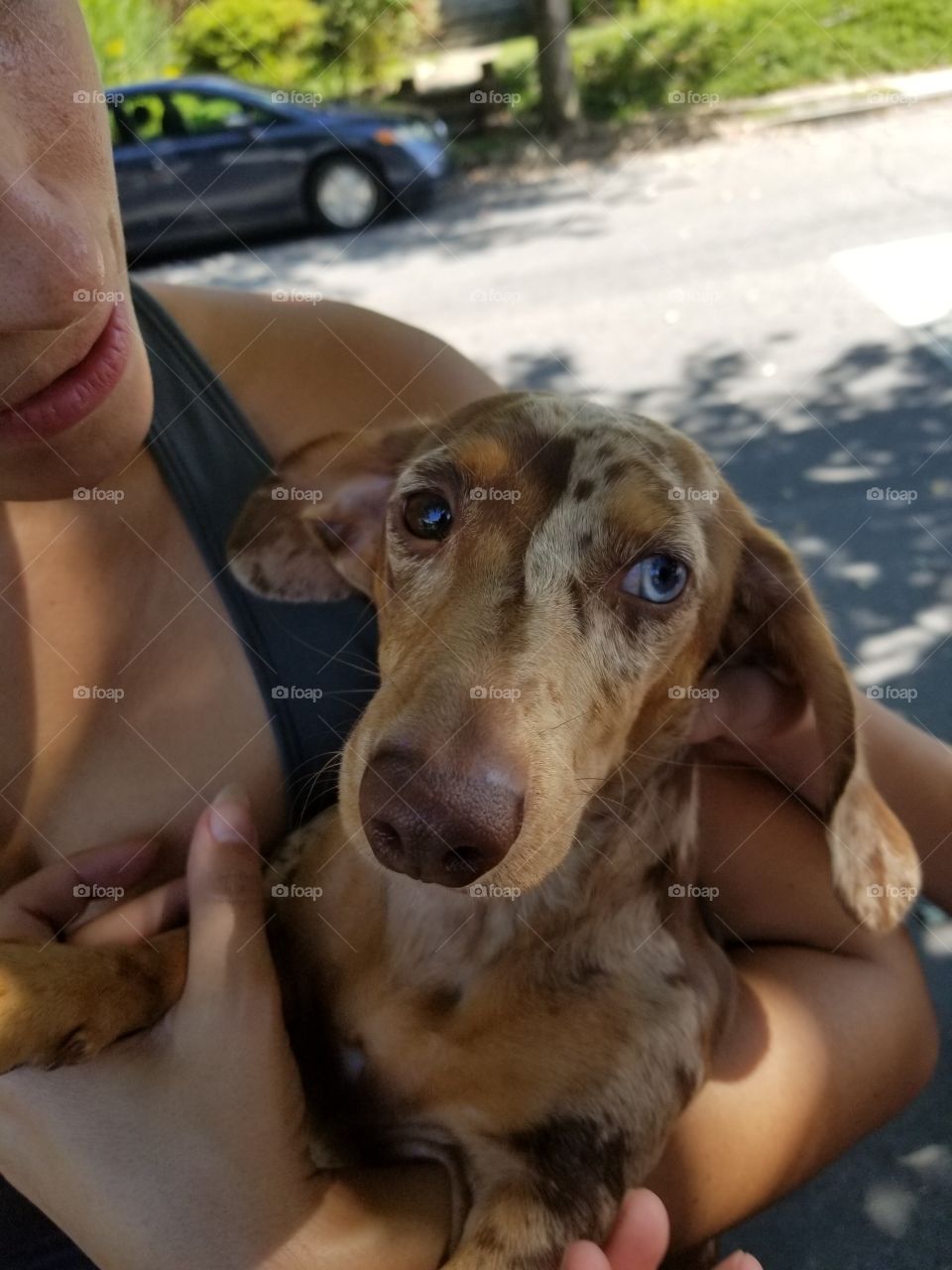 Dappled dachshund