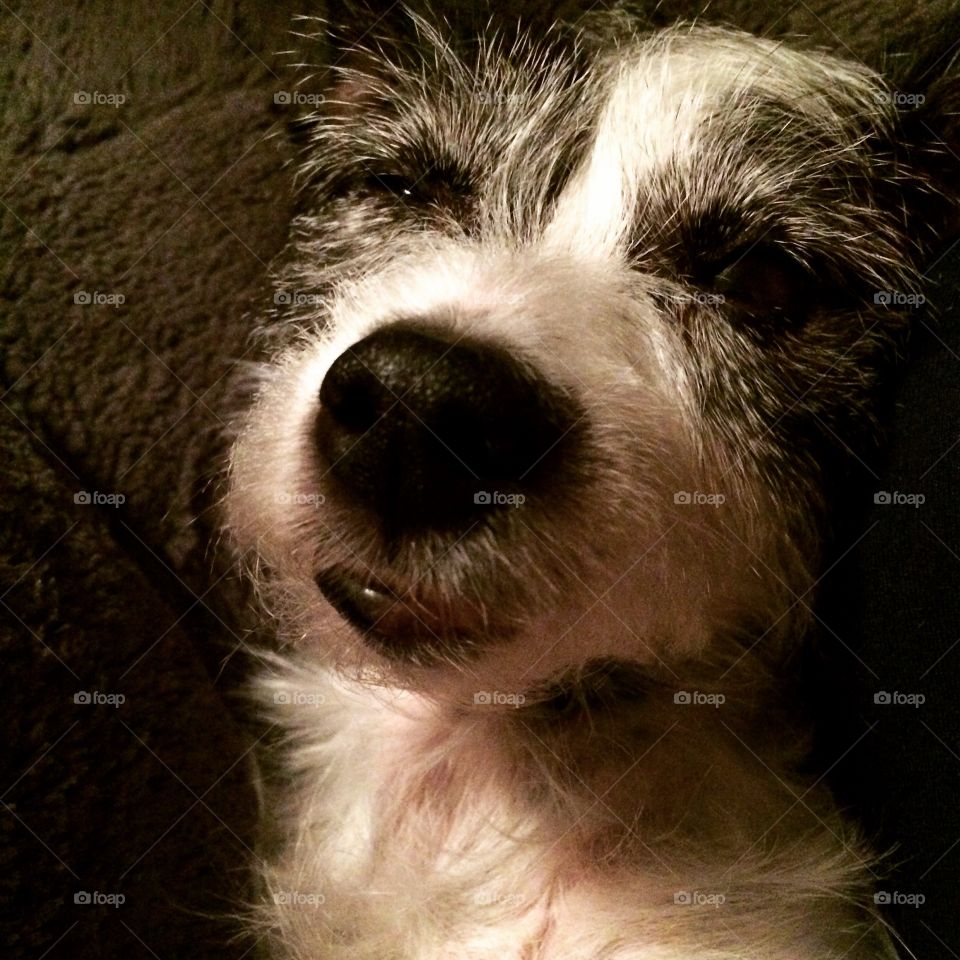 Mabel is not pleased that she has been awoken from her slumber