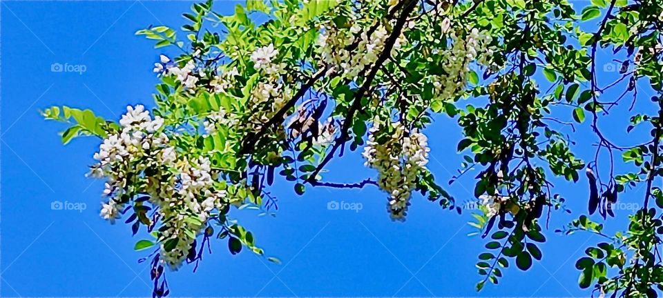 This pear tree grows in a beautiful garden in „Lower Bavaria“, Germany that we have visited many times before. Its lush green leaves and pastel pink flowers look gorgeous in the bright afternoon sunshine high up in the sky. 2024. Hypnotic Productions