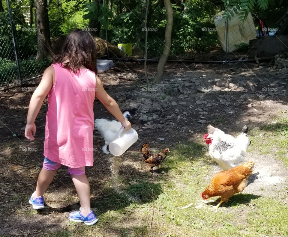 feeding the chickens