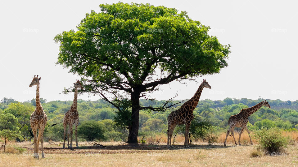 giraffes under tree