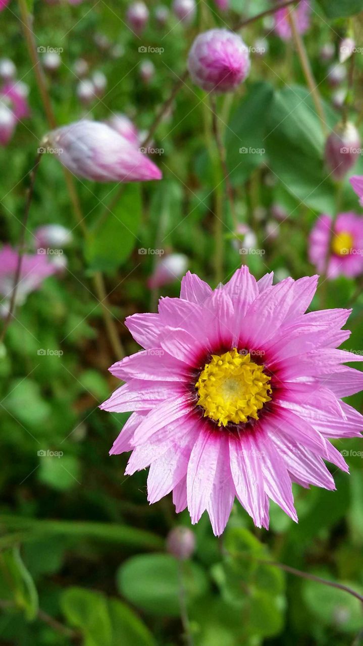 Pinky flower