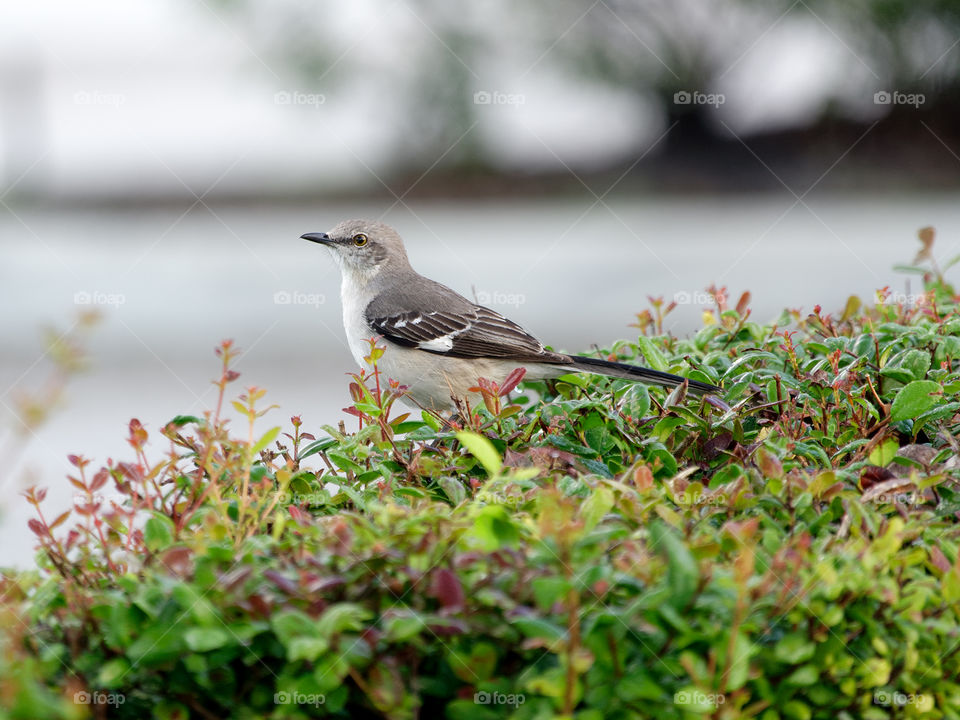 Northern Mockingbird on a Bush