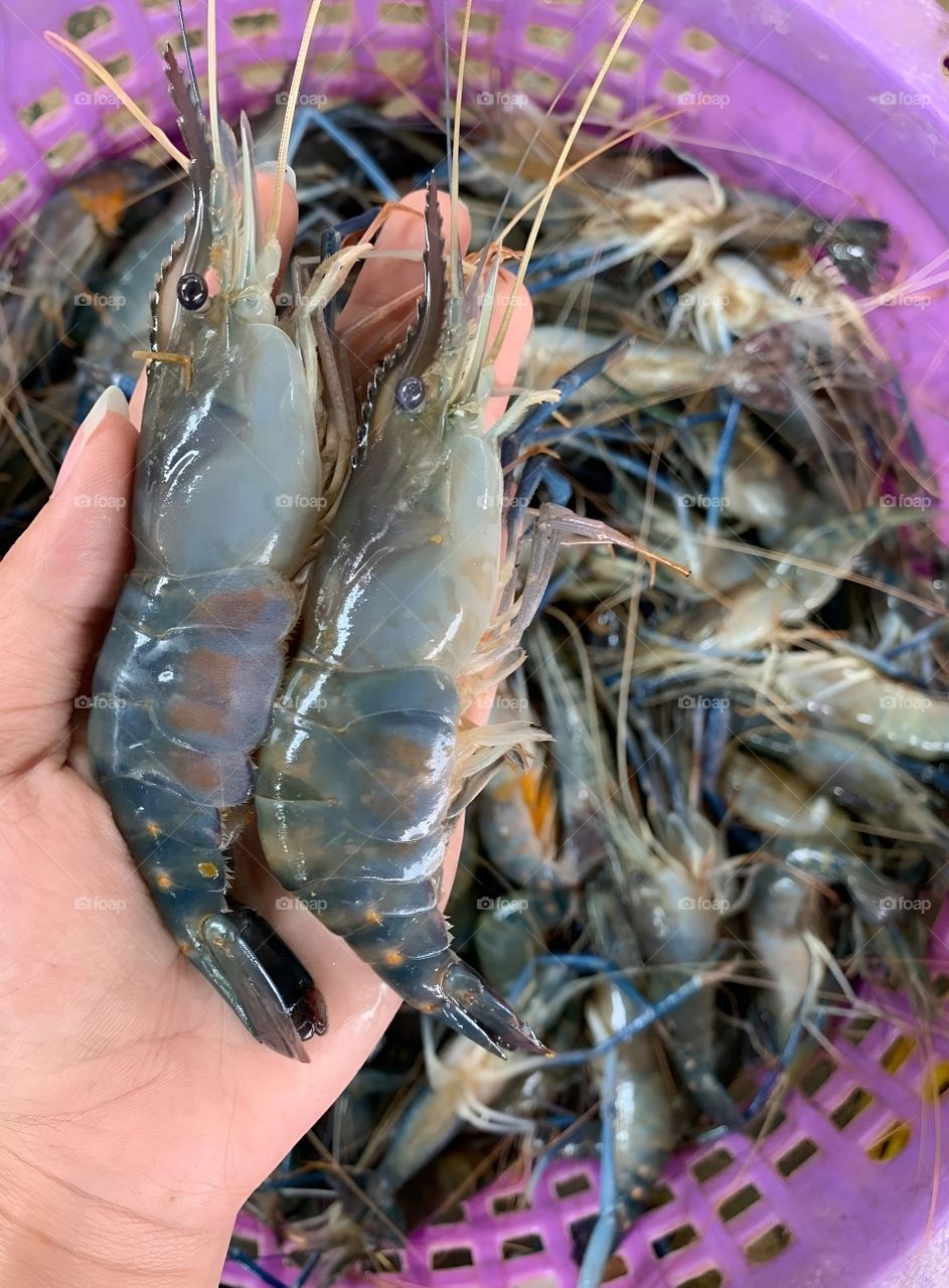 fresh shrimp from the pool