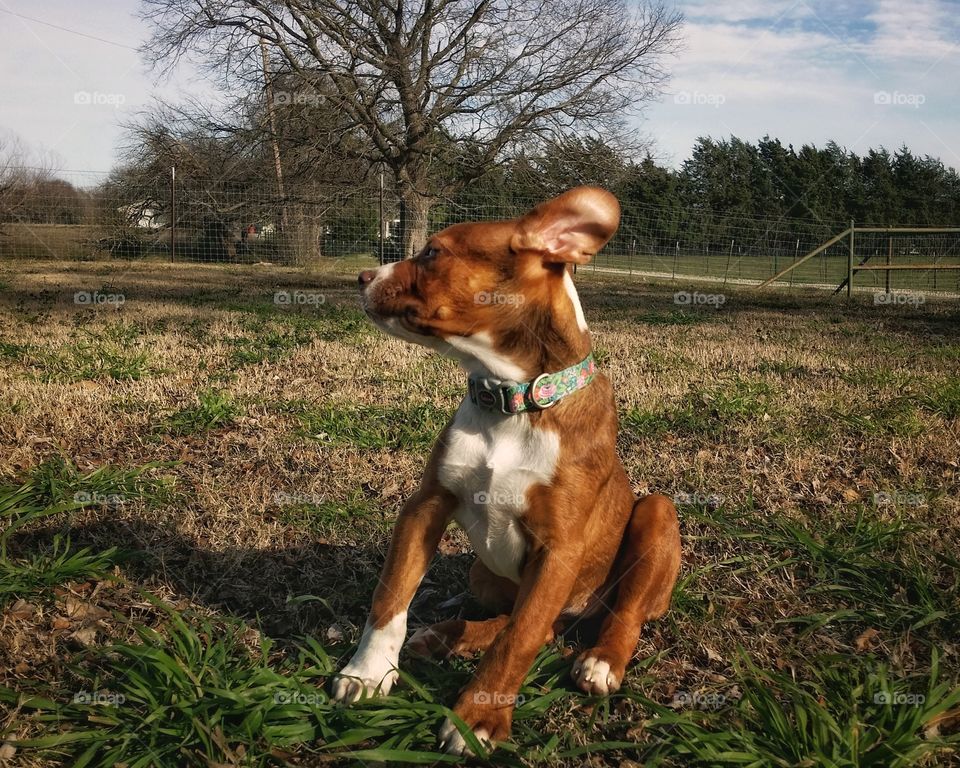 A catahoula pit bull terrier cross mix looking into the wind with her ears flying looking windblown enjoying funny happy winter outside blue sky clouds leaning