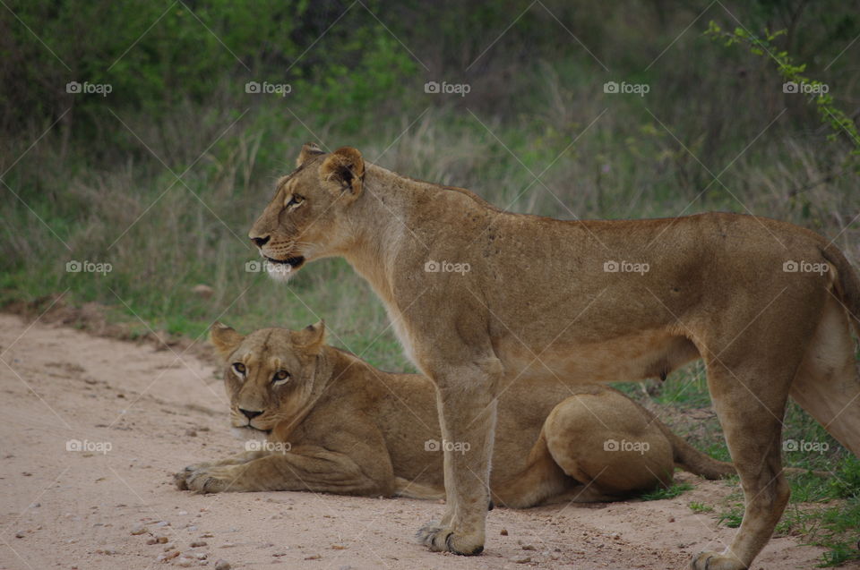 Lions South Africa