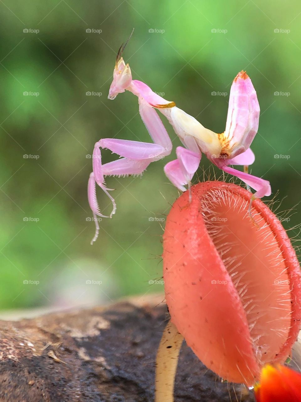 Orchid Mantis