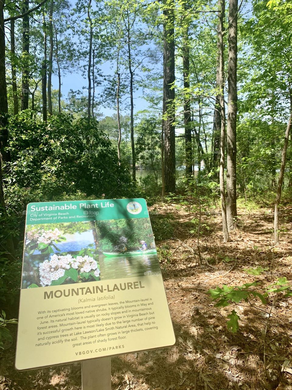 Mountain laurel