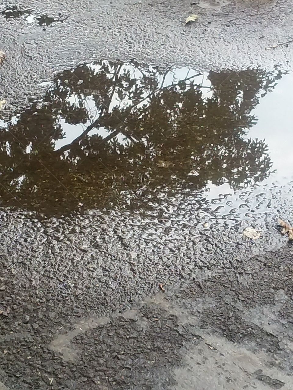 reflection in the puddle