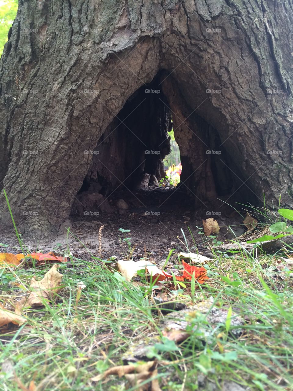 Tree hole