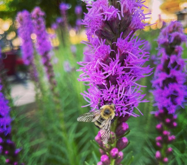 Liatris bee