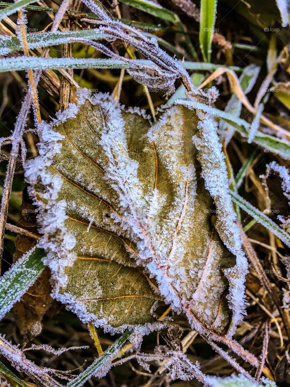 Nature, Frost, Leaf, Tree, Winter