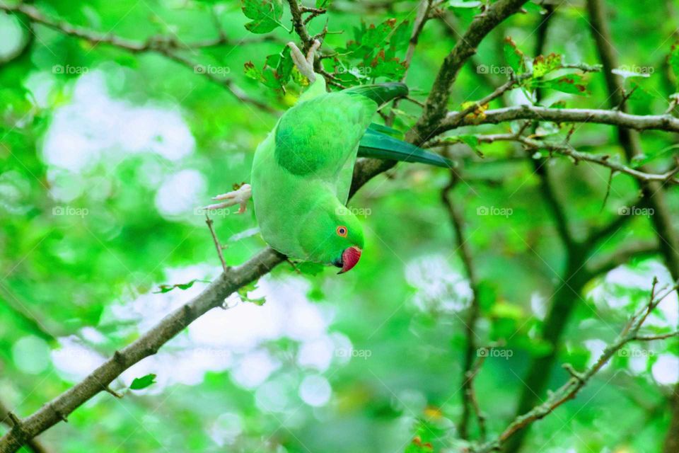 Another image of the stunning Parakeet that I saw whilst at the park.