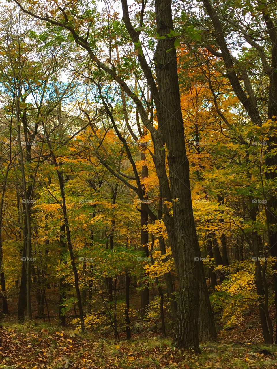View of Autumn trees in forest