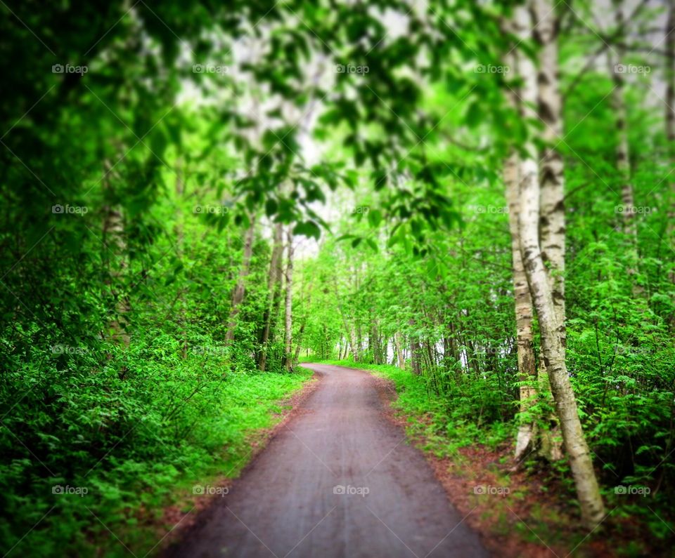 Green walking path 