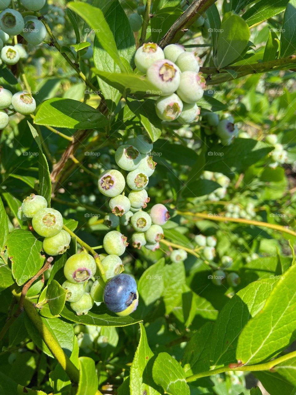 Be the first and exude