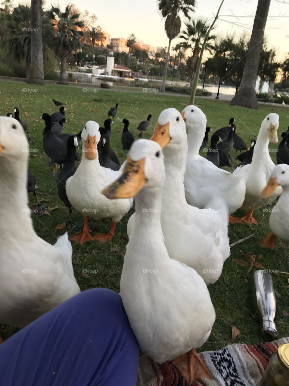 Picnic Crashers 