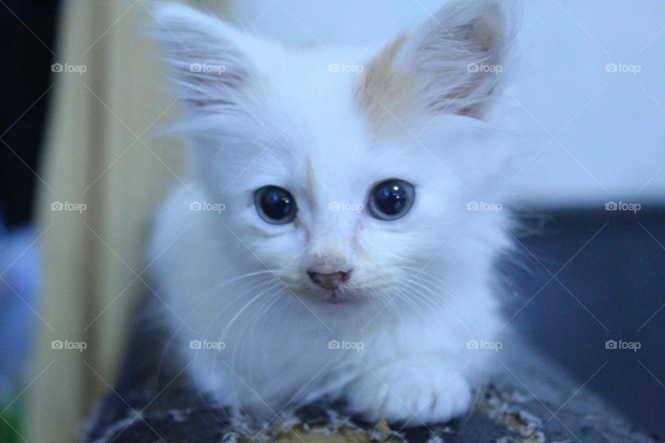 close up kitten head