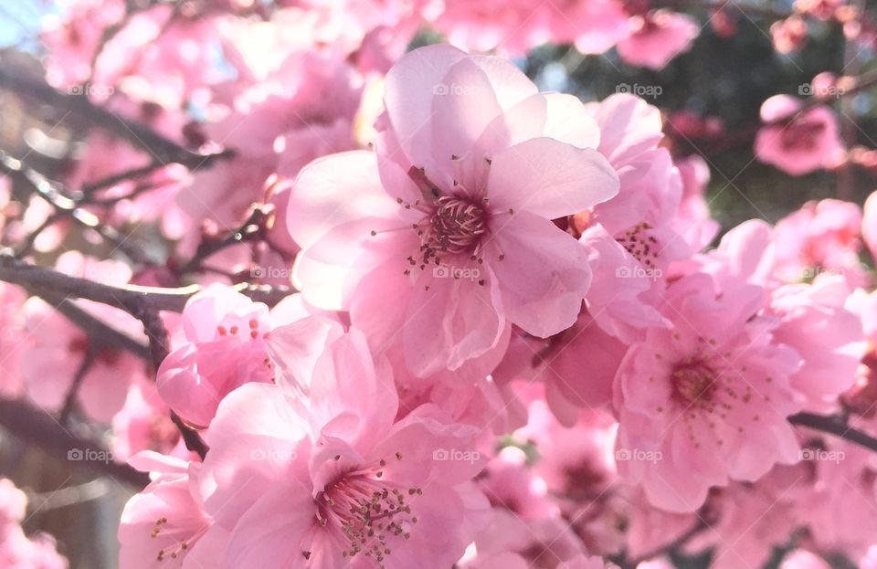 Beautiful spring blooming 