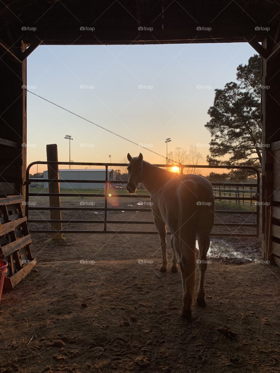 Pretty horse silhouette in the sunset